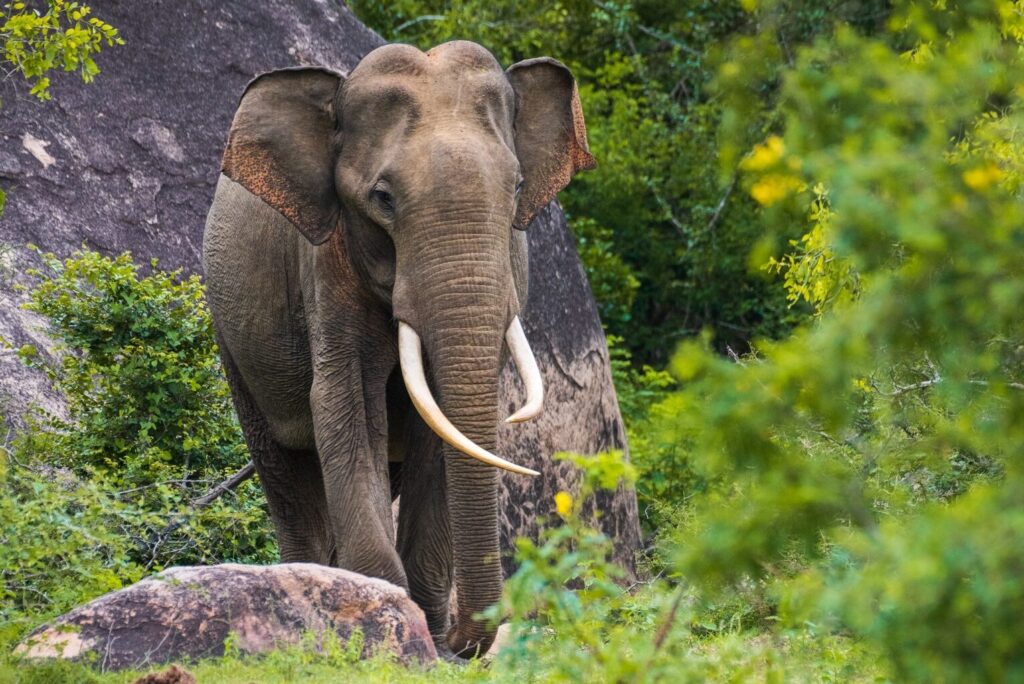 Majestic Sri Lankan tusker elephant grazing near a rock in Yala national park.